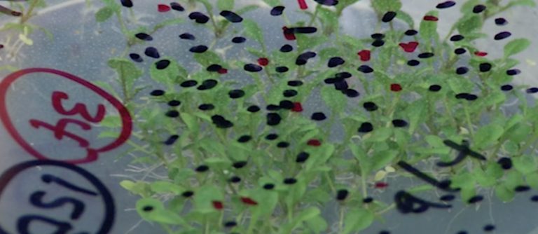 DPR to build $160.2 million NC State University Plant Sciences Building