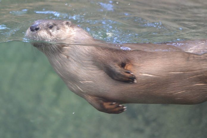 otter